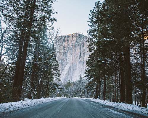 yosemite valley pathway surrounded with trees road